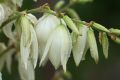 Juka Karolińska YUCCA FILAMENTOSA