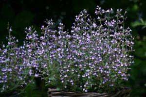 Kalmintha MARVELETTE BLUE