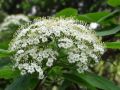 Kalina szczepiona hordowina VARIEGATA
