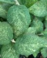 Kalina szczepiona hordowina VARIEGATA