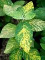 Kalina szczepiona hordowina VARIEGATA