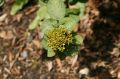 Kalina szczepiona hordowina VARIEGATA