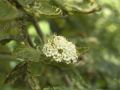 Kalina szczepiona hordowina VARIEGATA