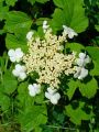 Kalina koralowa VIBURNUM OPULUS