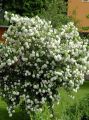 Kalina koralowa VIBURNUM OPULUS