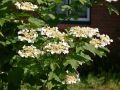 Kalina koralowa VIBURNUM OPULUS