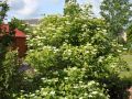 Kalina koralowa VIBURNUM OPULUS