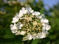 Kalina koralowa VIBURNUM OPULUS