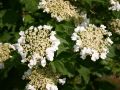 Kalina koralowa VIBURNUM OPULUS