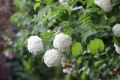 Kalina koralowa VIBURNUM OPULUS
