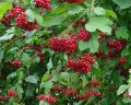 Kalina koralowa VIBURNUM OPULUS