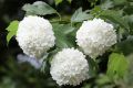 Kalina koralowa VIBURNUM OPULUS