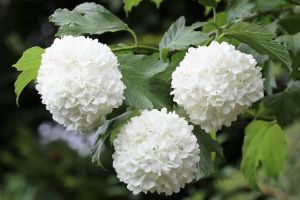 Korbblütige Schneeball VIBURNUM OPULUS
