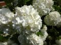 Kalina koralowa VIBURNUM OPULUS
