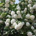 Kalina koralowa VIBURNUM OPULUS
