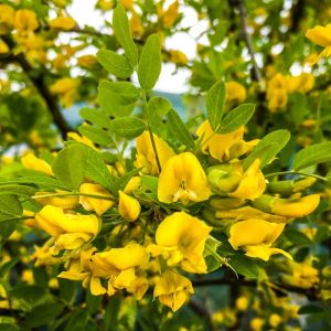 Sibirische Kiefernpappel PENDULA