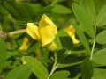 Karagana syberyjska PENDULA