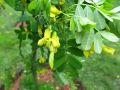 Karagana syberyjska PENDULA