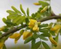 Karagana syberyjska PENDULA
