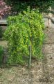Karagana syberyjska PENDULA