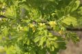 Karagana syberyjska PENDULA