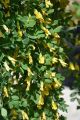 Karagana syberyjska PENDULA