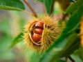 Kasztan jadalny Castanea Sativa