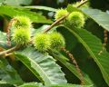 Kasztan jadalny Castanea Sativa