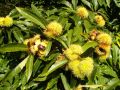 Kasztan jadalny Castanea Sativa