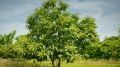 Kasztan jadalny Castanea Sativa