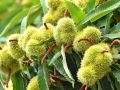 Kasztan jadalny Castanea Sativa