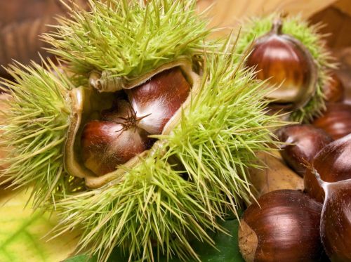 Esskastanie Castanea Sativa