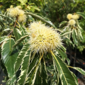 Kasztan jadalny VARIEGATA