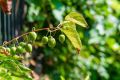 Kiwi ISSAI