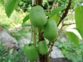 Kiwi ISSAI