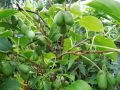 Kiwi ISSAI