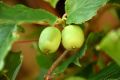 Kiwi ISSAI