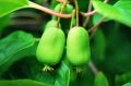 Kiwi ISSAI