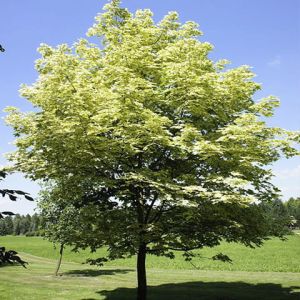 Gemeiner Ahorn Drummondii