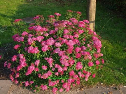 Japanische Spirea ANTHONY WATERER