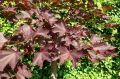Klon pospolity FAASSEN'S BLACK