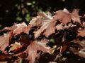 Klon pospolity FAASSEN'S BLACK