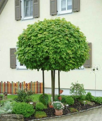 Silberahorn  GLOBOSUM