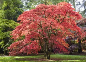Klon palmowy ATROPURPUREA