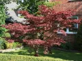 Klon palmowy ATROPURPUREA