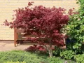 Klon palmowy ATROPURPUREA