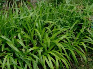 Riesen-Lamellenblume AUREA