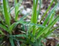 Kosmatka Olbrzymia AUREA