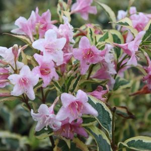 Weigelie VARIEGATA