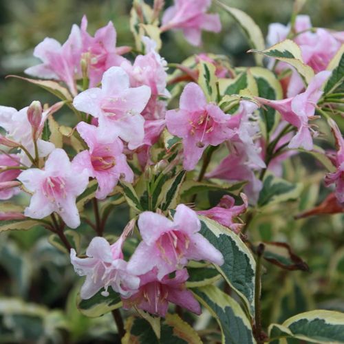 Weigelie VARIEGATA